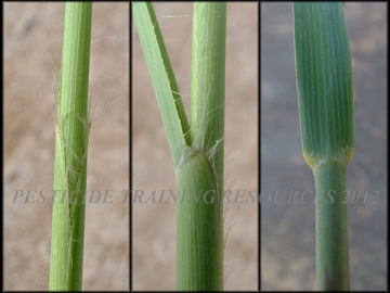 Sheath, Collar, Stem