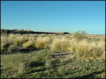 Infestation Salt River Mesa, Az.