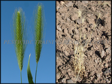 Inflorescence and Dried Plant