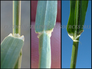 Ligule, Collar, Auricles