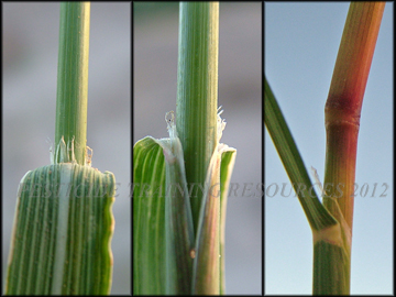 Ligule, Sheath, Node