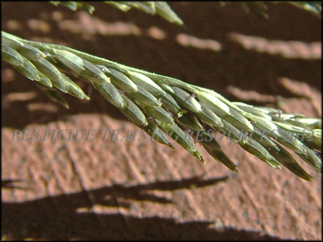 Spikelets