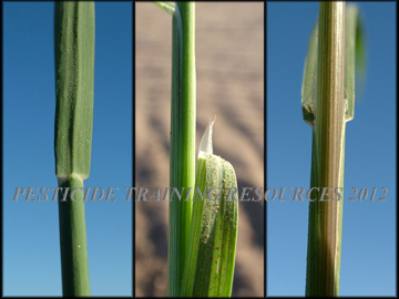Collar, Ligule, Sheath