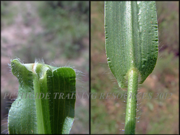 Cilliate ligule, Collar