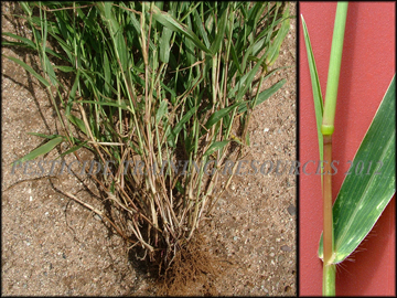 Roots, Lower Stems, Stem