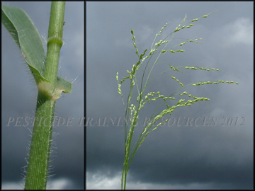 Sheath, Inflorescense