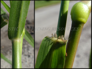 Ligule, Node and Collar