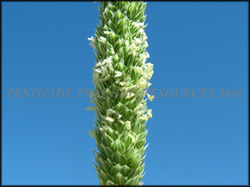 Inflorescence