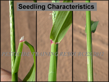 Characteristics of small plants