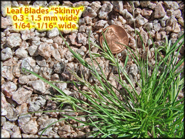 Leaves, Inflorescences