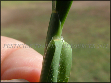 Ligule and Leaf Hairs