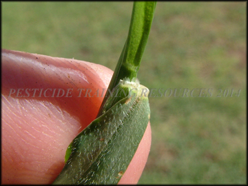Ligule and Leaf Hairs