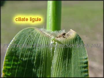 Collar and Inflorescence