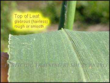 Top of Leaf