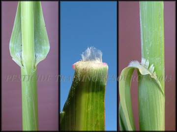 Sheath, Ligule