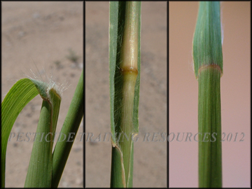 Cross Section Stem, Ligule