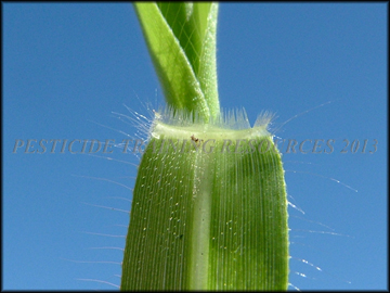 Ciliate Ligule,