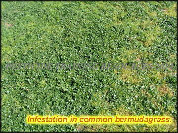 Infestation in Turf