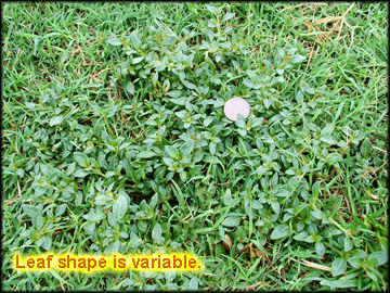 Leaf Shape Variable