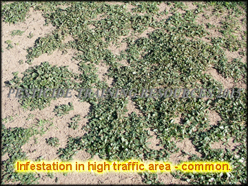 Infestation in High Traffic Area