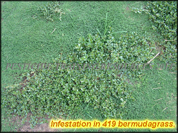 Infestation in Turf