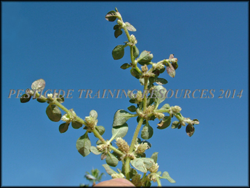 Underside of foliage