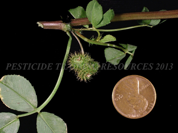 Stipules, Leaves, Fruit