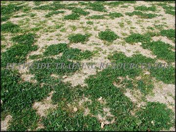 Infestation in Dormant Bermuda