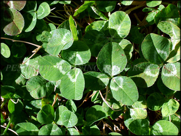 Foliage