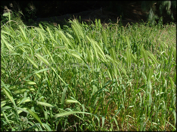 Plants, Seed Heads