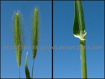 Seed Heads, Auricle