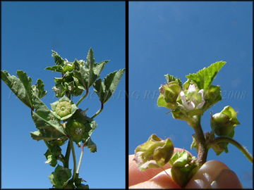 Foliage, Fruit