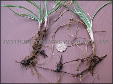 Plants, Rhizome, Tubers