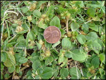 Foliage and Inflorescences