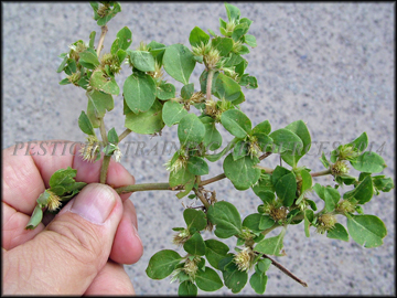 Foliage and Inflorescences
