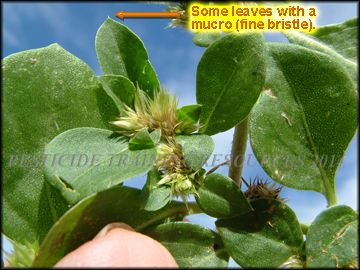 Foliage and Inflorescences