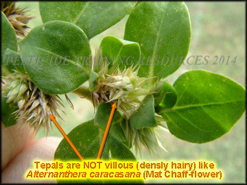 Foliage and Inflorescences