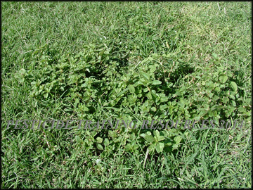 Infestation in Bermudagrass