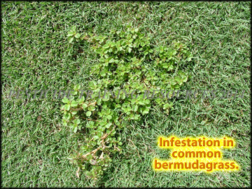 Infestation in Bermudagrass