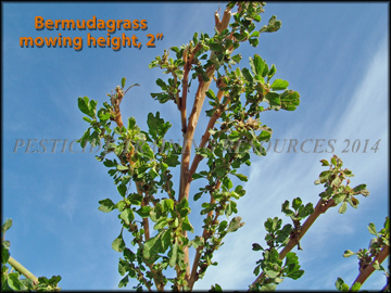 effect of 2 inch mowing