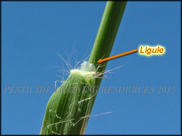 Ligule