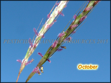 Stigmas and Spikelets
