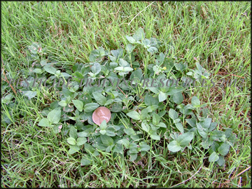 Infestation in bermudagrass