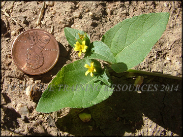 Foliage and Flowers