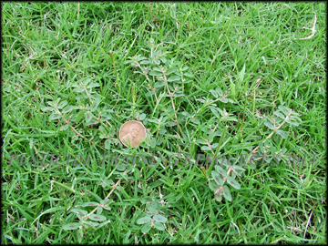 Infestation in Bermudagrass