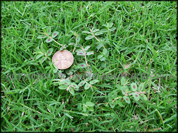 Infestation in Bermudagrass