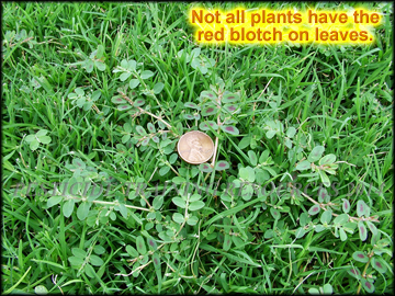 Infestation in Bermudagrass