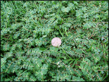 Infestation in Bermudagrass