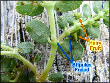 Back of Stem and Fruit