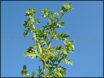 Foliage and Flowers and Fruit